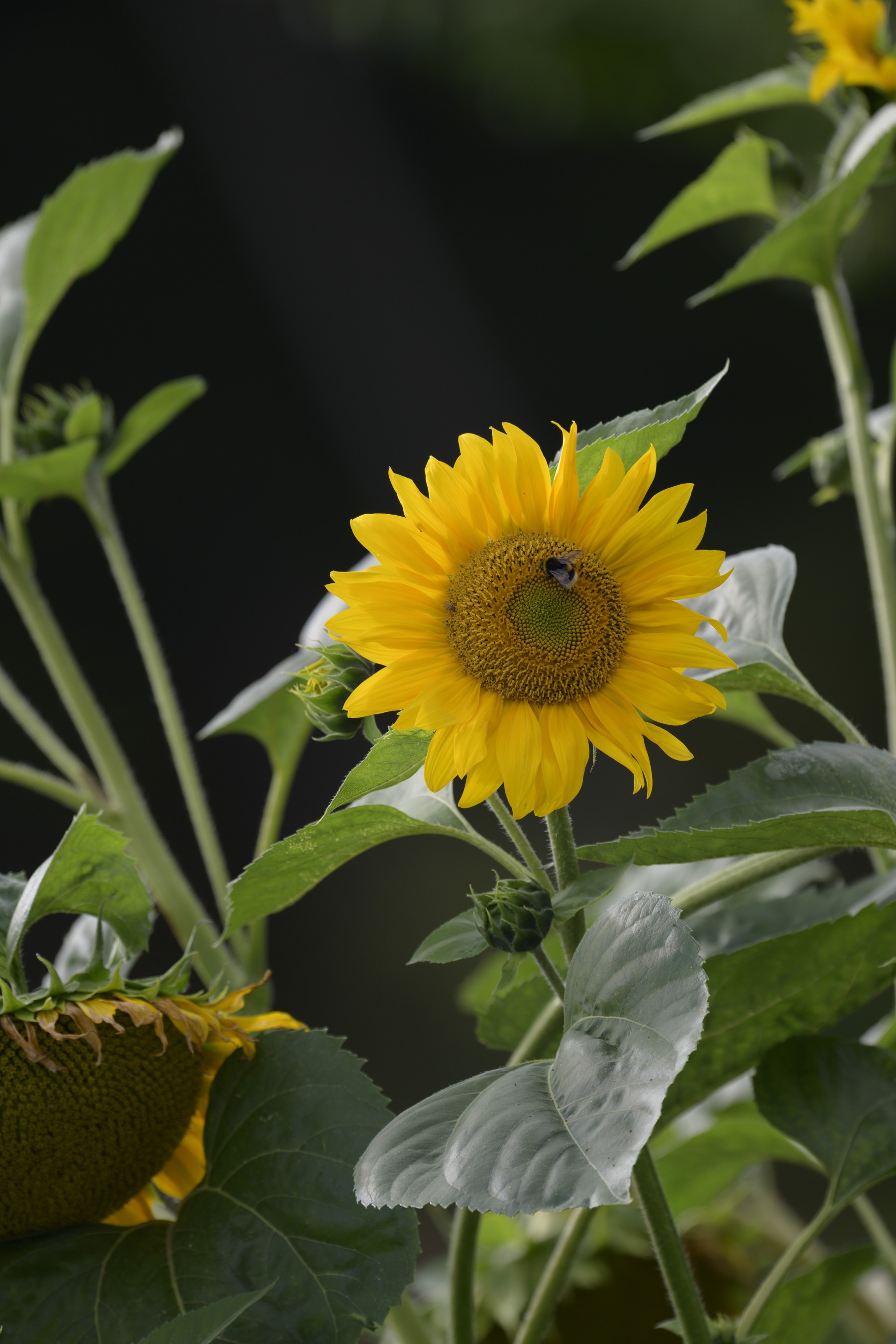 Anwendungsbild: Sonnenblumen in 66% der Größe und volles Feld der Nikon Z7